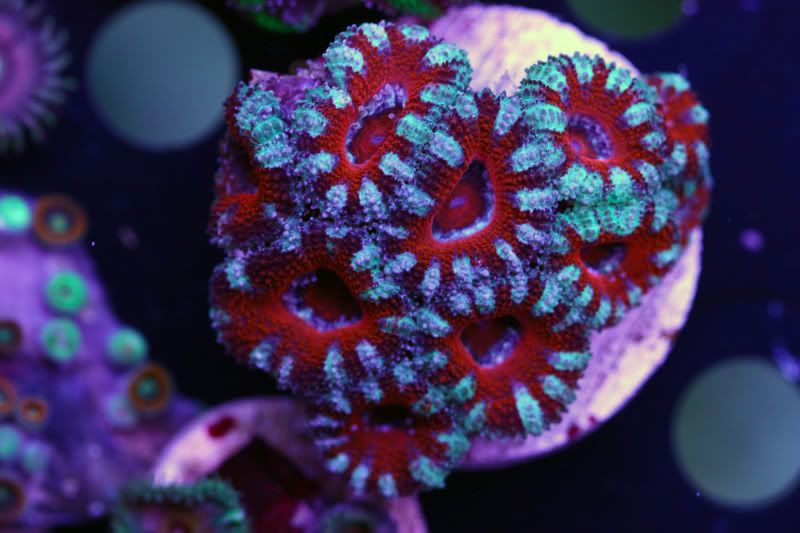 red white acan2 - Acans, Zoas, Palys, Shrooms, and More!