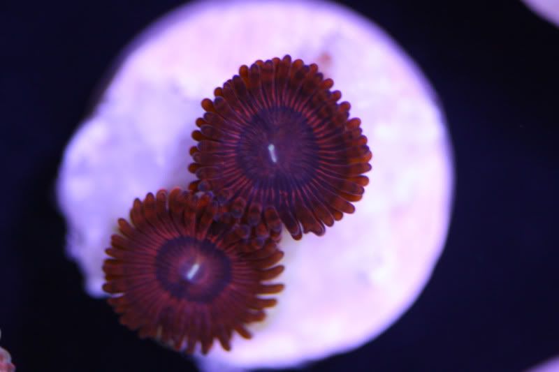 tbgpaly1 - Hot Deepwaters + Zoa Pack