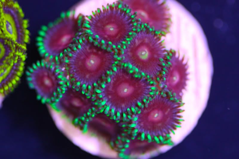 tbgripewatermelons - Hot Deepwaters + Zoa Pack