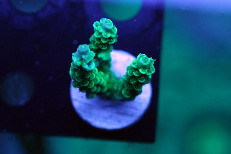 toxic green - Exceptional Acropora at The Blue Glow