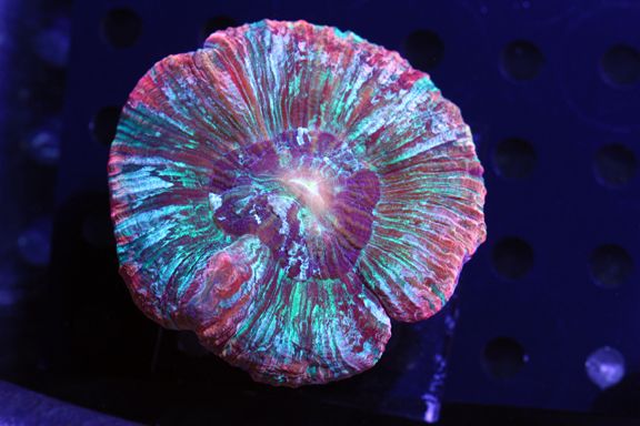 trachy zps77aa65f6 - TBG WYSIWYG Update