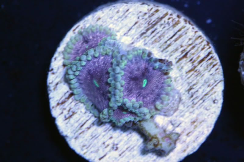 violet pe - Paly Frags at The Blue Glow