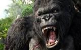 king kong Pictures, Images and Photos