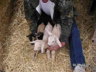 We have Easter kids! - Goats