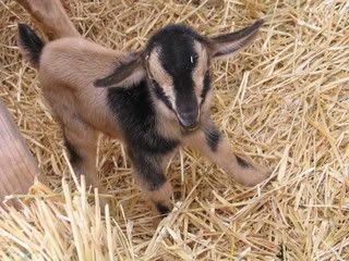 We have Easter kids! - Goats