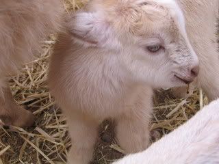 We have Easter kids! - Goats