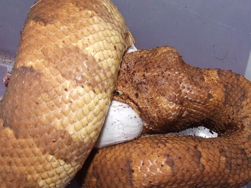 Viper Boa!! Pic overload!!! Reptile Forums