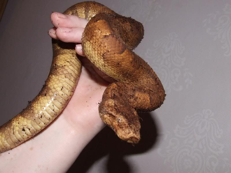 Viper Boa!! Pic overload!!! Reptile Forums
