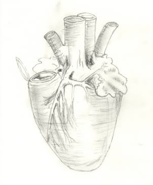 Heart Muscle Drawing