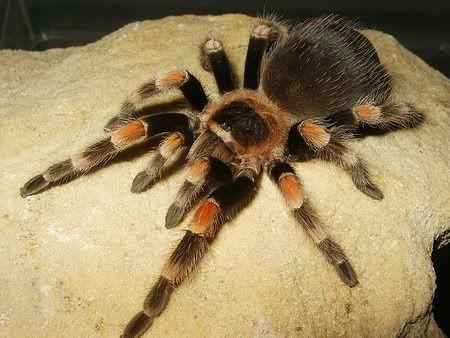 b_smithi_sten040105.jpg