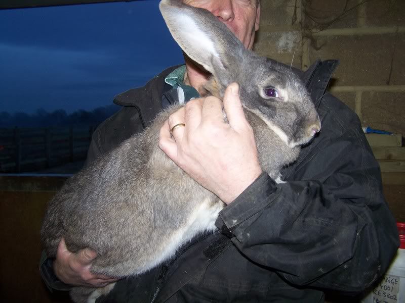 British giant rabbit Reptile Forums