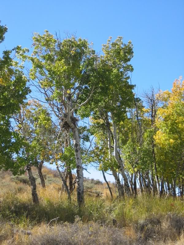 Shed-tree2.jpg