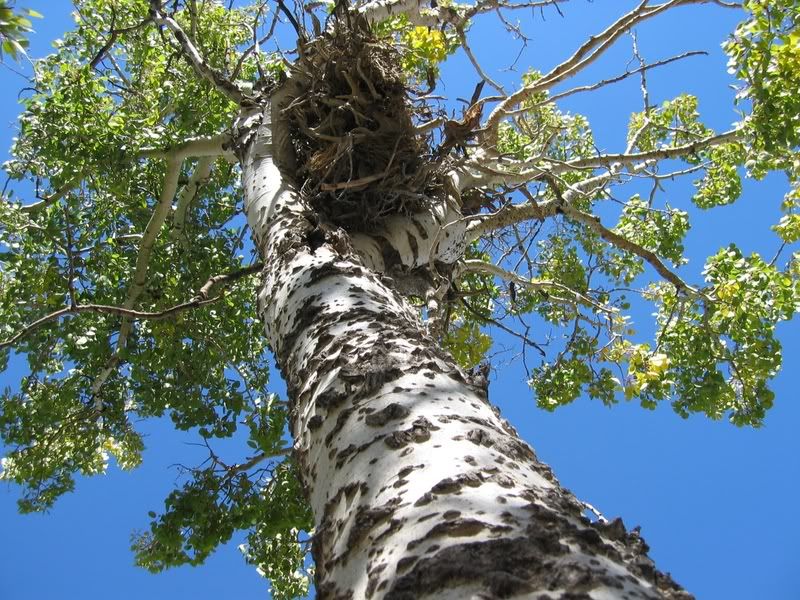 Shed-tree5.jpg