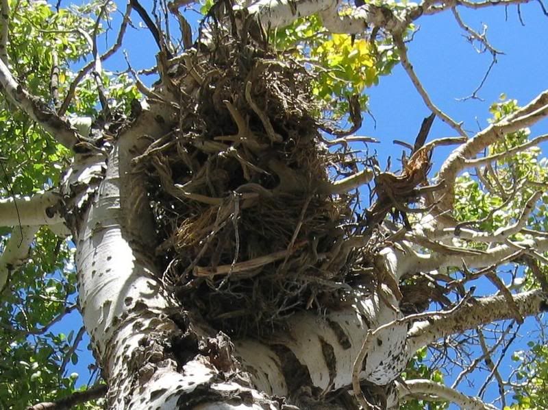 Shed-tree6.jpg