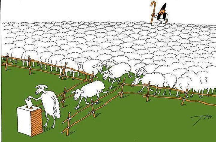 sheep-voting_zpsgproheyi.jpg