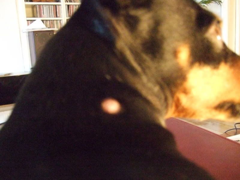 Dogs With Cysts