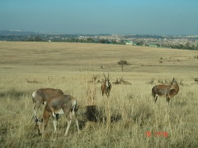 ชีวิตใน 6 วันที่ Johannesburg South Africa