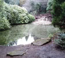 Pond1.jpg