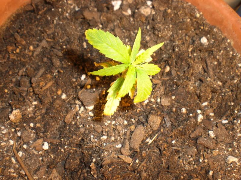 Marijuana+Plant+Leaves+Curling+Under Marijuana Plant Leaves Curling Under http://www.rollitup.org/marijuana ...