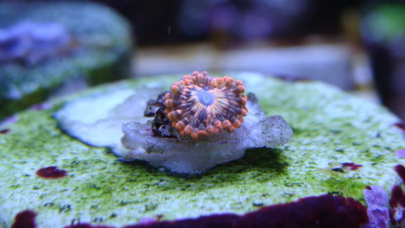 003 1 - Utter Chaos paly