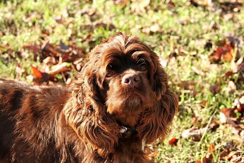 IMAGE: http://i32.photobucket.com/albums/d26/WaltzForVenus/More%20Barn%20Horses/IMG_8834.jpg