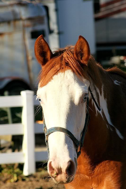 http://i32.photobucket.com/albums/d26/WaltzForVenus/More%20Barn%20Horses/IMG_8860.jpg