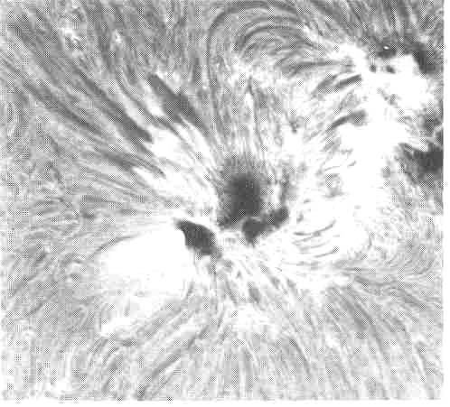 Primer plano de un grupo de manchas solares en luz roja de hidrógeno. Las manchas solares son regiones relativamente más frías, con intensos campos magnéticos. Las espículas oscuras adyacentes están ordenadas por el magnetismo local, como las limaduras de hierro por un imán. Las playas brillantes adyacentes están relacionadas con la aparición de grandes tormentas llamadas erupciones solares. (Cedida por el observatorio solar Big Bear.)