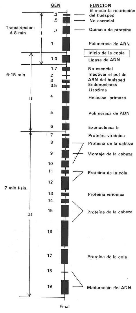 La biblioteca genética del virus T7. Este hilo corto de ADN contiene unos veinte genes con todo lo que este organismo ha de saber para invadir una bacteria y apoderarse totalmente de la célula huésped. La información, escrita en lenguaje de ADN a través de la secuencia de nucleótidos, incluye instrucciones para duplicar sus instrucciones de ADN y su cabeza y cola proteínica, y para hacer uso de la maquinaria química de la bacteria atacada. La célula bacterial deja de ser una fábrica para hacer más bacterias y se convierte en una fábrica para hacer más T7. (De la obra DNA Replication de Arthur Komberg, W. H. Freeman and Company, 1980. © 1980.)