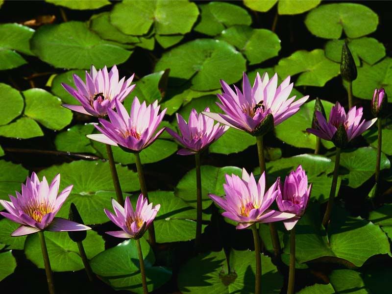 Waterlilies.jpg