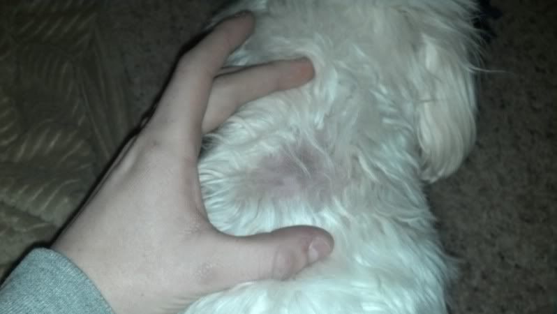 Bald spot/small lump 2 months after vaccination? - Maltese Dogs Forum
