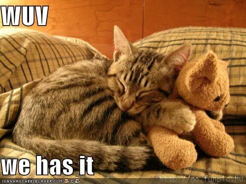 funny-pictures-cat-hugs-stuffed-bea.jpg