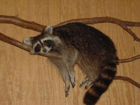 1a48.jpg my raccoon image by catfishrod69