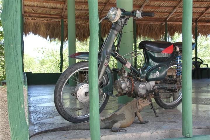 Moto-iguana1Small.jpg