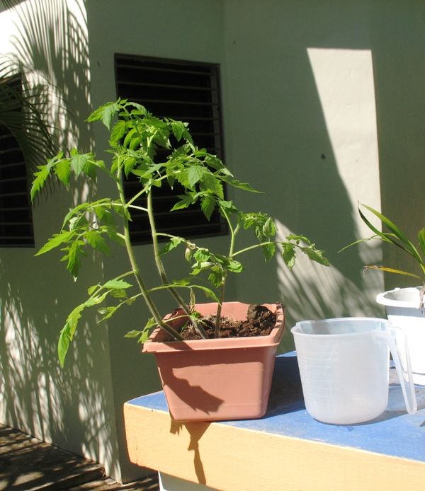 Tomatoes-Pot.jpg