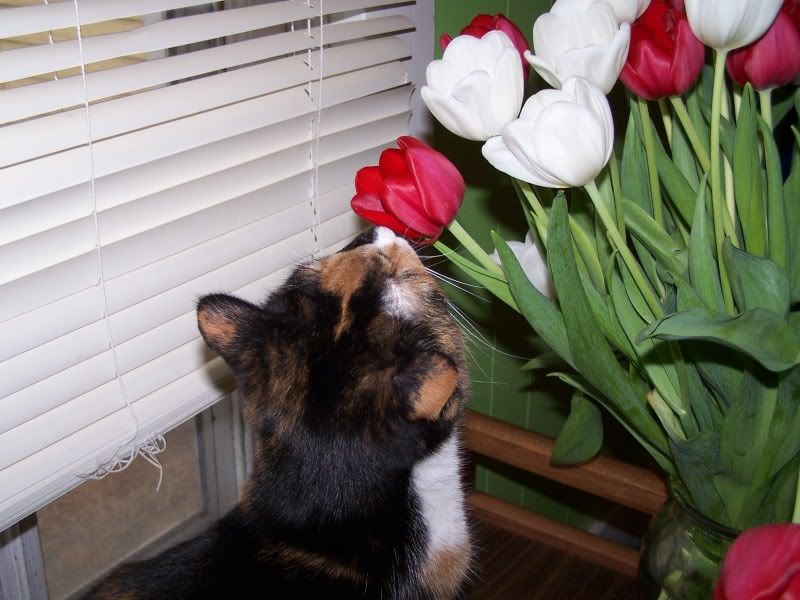 Angel discovers flowers