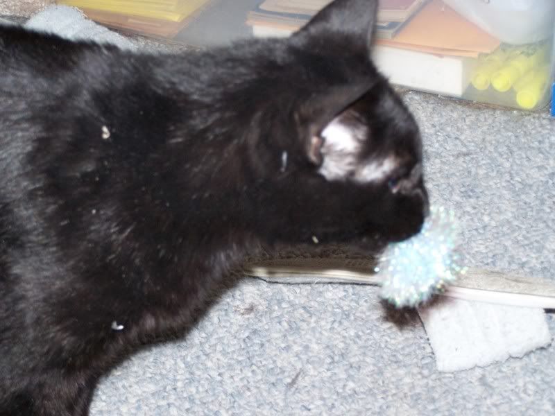 Chester and new toy