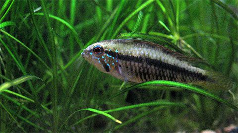 apisto_female_cinza1.jpg