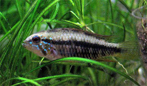 apisto_female_cinza1a.jpg
