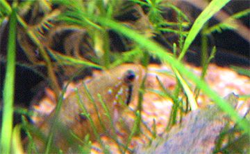 apisto_female_yellow1.jpg