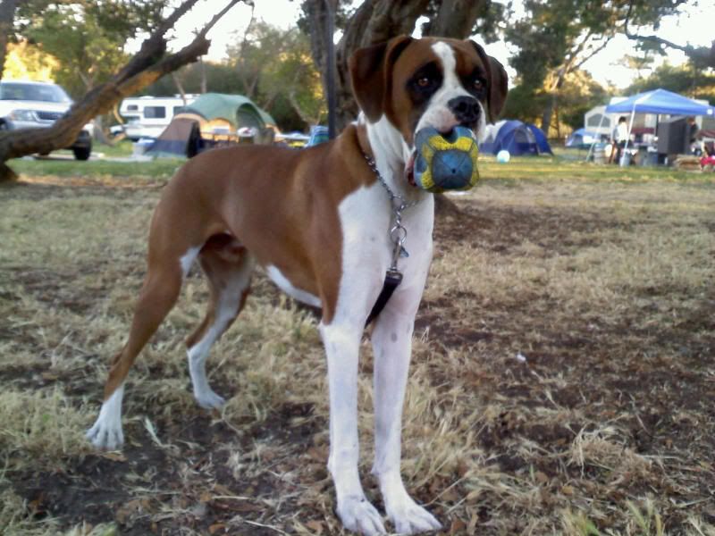 European vs American Boxers - Boxer Forum : Boxer Breed Dog Forums