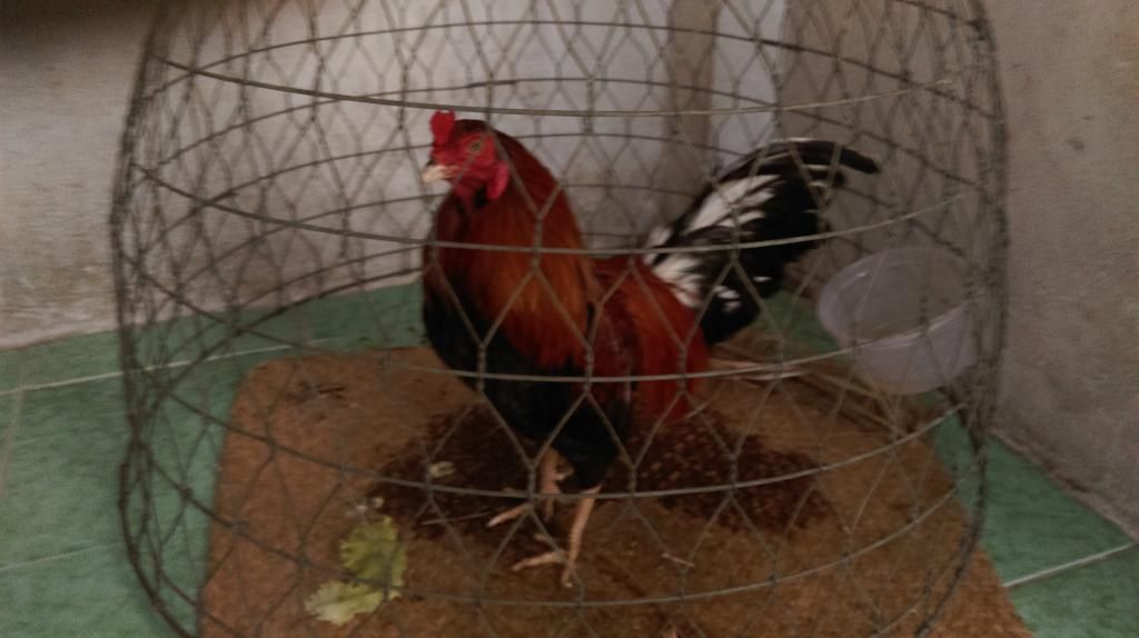 Gà xám điều trạng 1kg ( bổn bến tre)