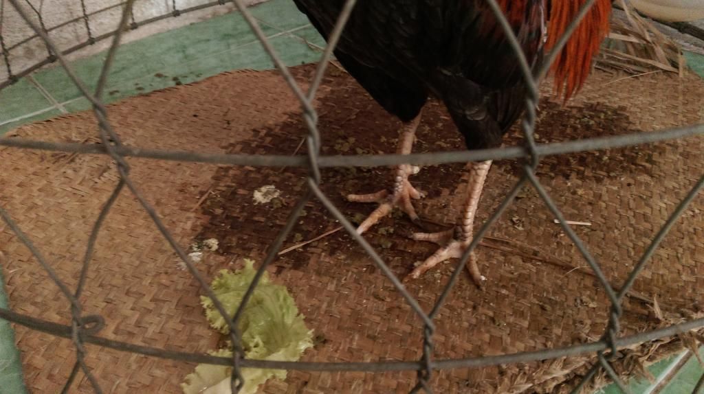 Gà xám điều trạng 1kg ( bổn bến tre) - 1