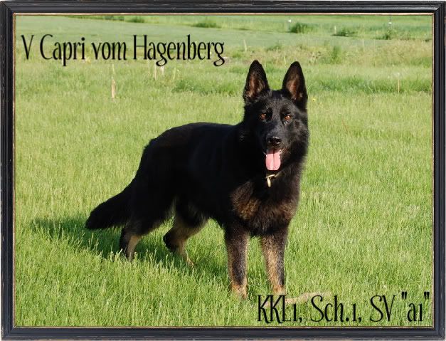 Vom Eisenherz German Shepherds - Homestead Business Directory