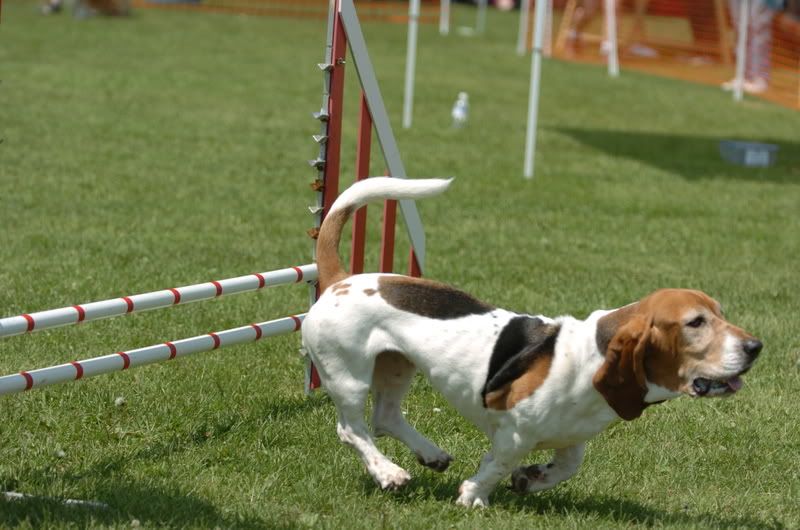 Skinny store basset hound