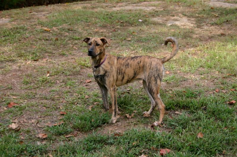 Free to good home! German shepherd mix, lab/pit and jack russell in Free to good home! German shepherd mix, lab/pit and jack russell in