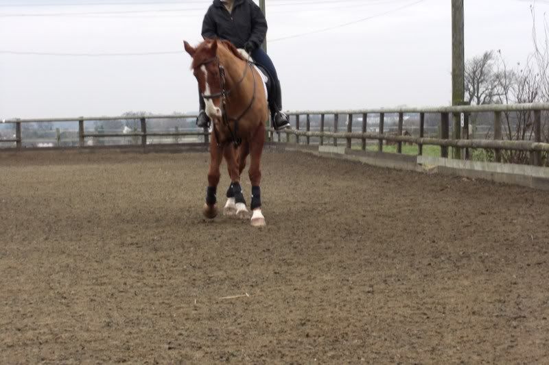 hock fusion Horse and Hound Forum