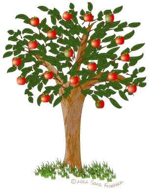 apple tree