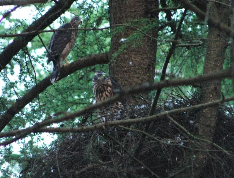 goshawksighting046.jpg