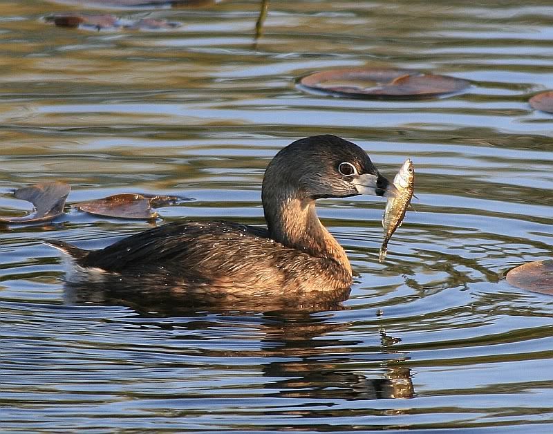 IMAGE: http://i32.photobucket.com/albums/d37/flyng_squirl/IMG_1857sm.jpg