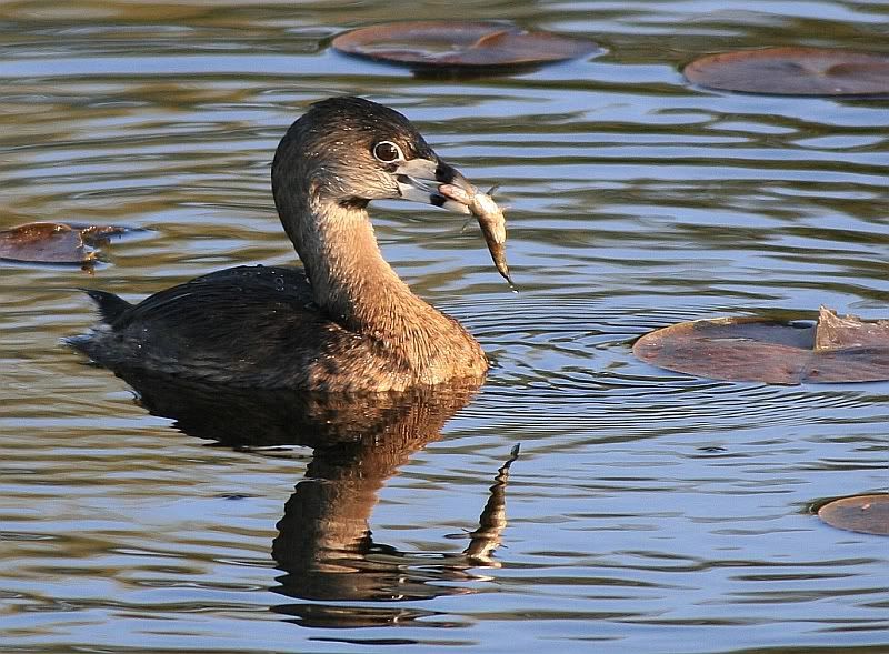 IMAGE: http://i32.photobucket.com/albums/d37/flyng_squirl/IMG_1864sm.jpg